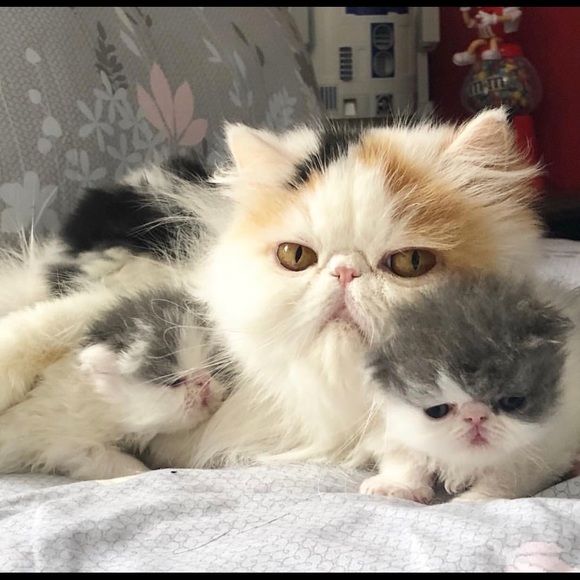 Meet your Posher, Vishal - Picture 1 of 1